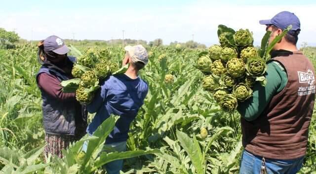 Fiyatı Yüzde 70 Artan Enginar, Yükte Hafif Pahada Ağır Oldu!