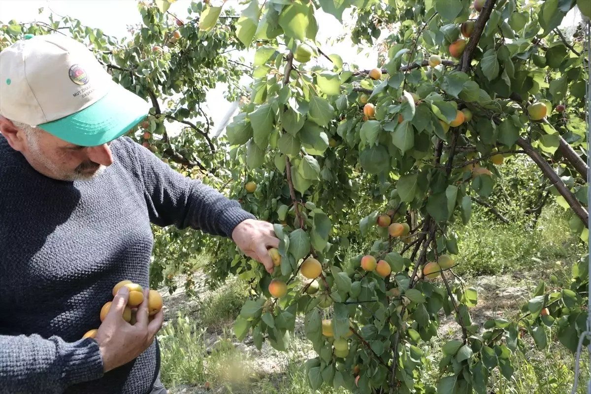 Mut'ta Hasat Günü Etkinliği