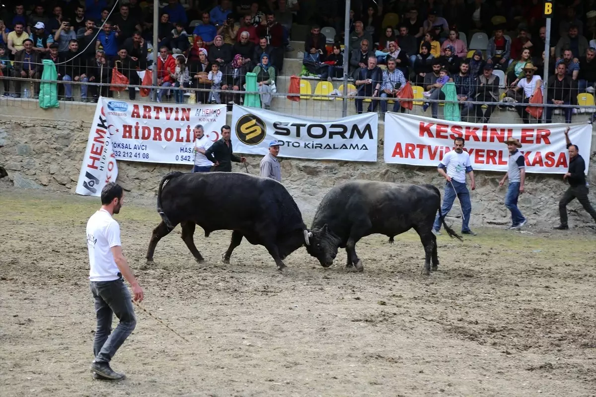 Artvin'de Boğa Güreşi Festivali
