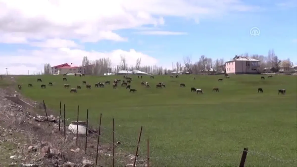 Besiciler Yaylalarda Karın Kalkmasını Bekliyor