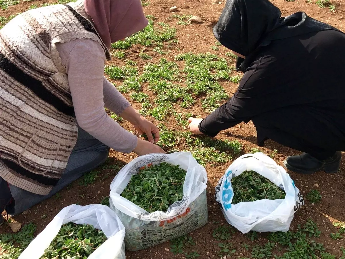 Madımak Kadınların Geçim Kaynağı Oldu