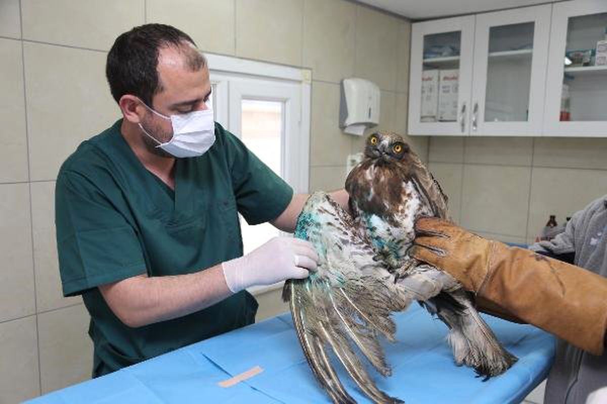 Ümraniye'de Yaralı Kartal Tedavi Altına Alındı