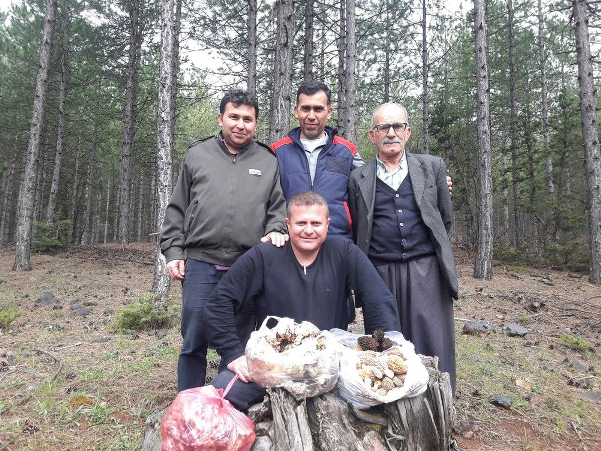 Fiyatı 800 TL'ye Kadar Çıkıyor! Kuzugöbeği Mantarını Bulan Köşeyi Dönüyor