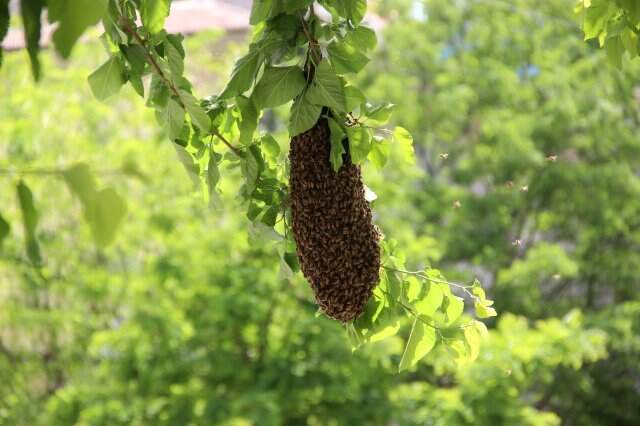 Kovanını Terk Eden Bal Arıları Mahalleyi İstila Etti