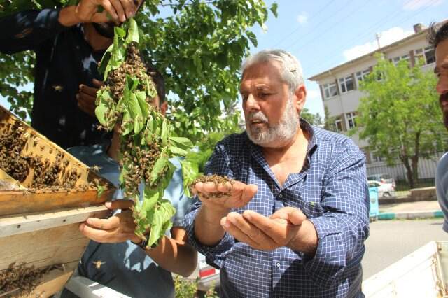 Kovanını Terk Eden Bal Arıları Mahalleyi İstila Etti