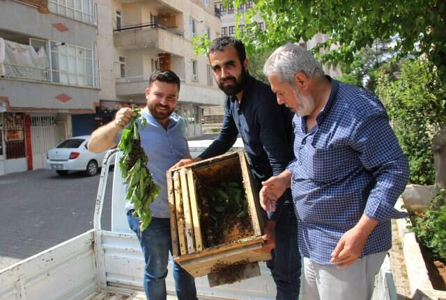 Kovanını Terk Eden Bal Arıları Mahalleyi İstila Etti