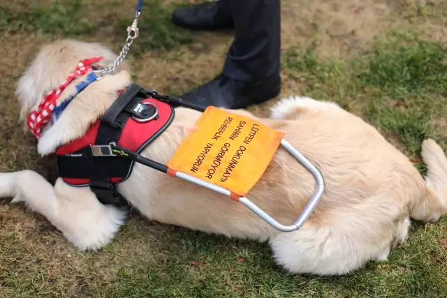 756 Bin Görme Engelliden 250'si Rehber Köpek İçin Bekleme Listesinde!