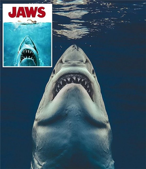 Jaws Filminin Posterini Gercege Donusturen Urkutucu Kopekbaligi Fotografi Haberler