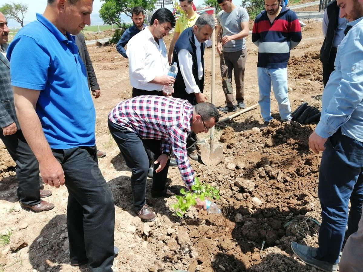 Kahta'da 800 Ağaç Toprakla Buluşturuldu