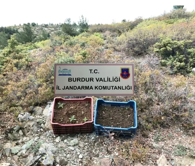 Ormanda Kenevir Yetiştirip Satan Cezaevi Firarisi Yakalandı