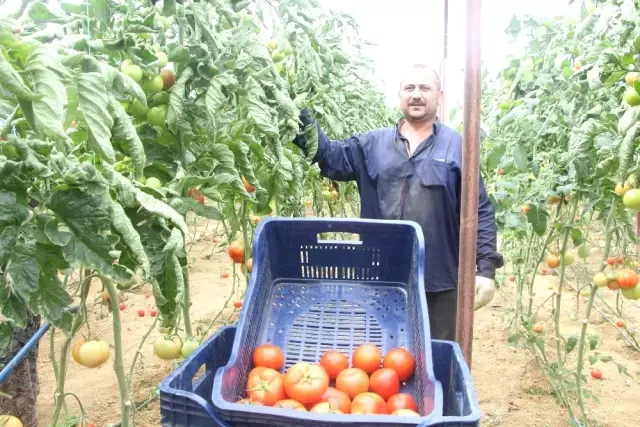 Domates Fiyatları Uzun Ortadan Sonra Üreticisini Güldürdü