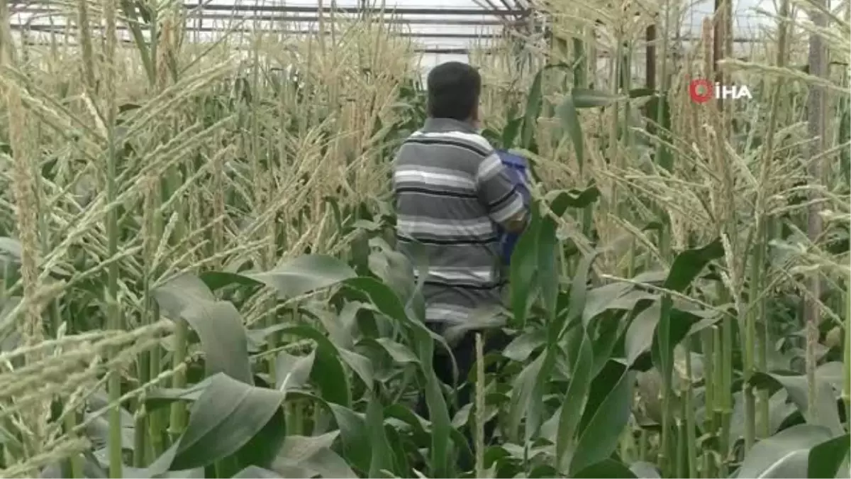 Antalyalı Çiftçi Serasında Ezber Bozdu