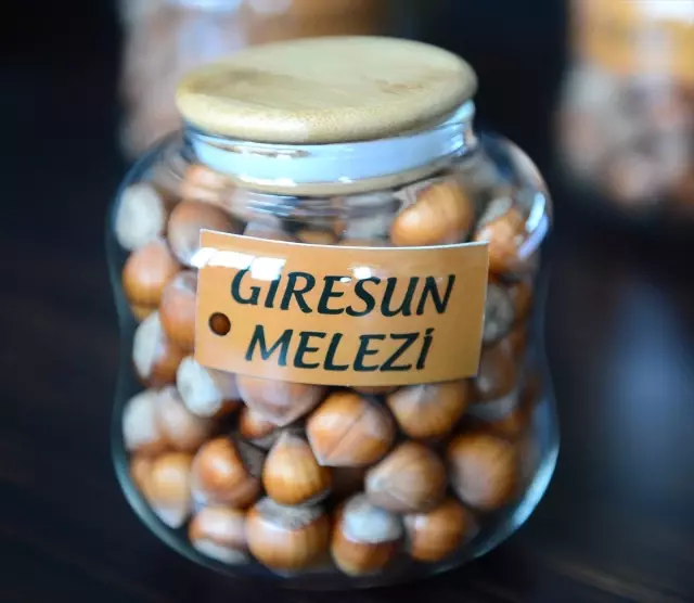 Fındıkta 440 Genotip Tespit Edildi Fındıkta 440 Genotip Tespit Edildi