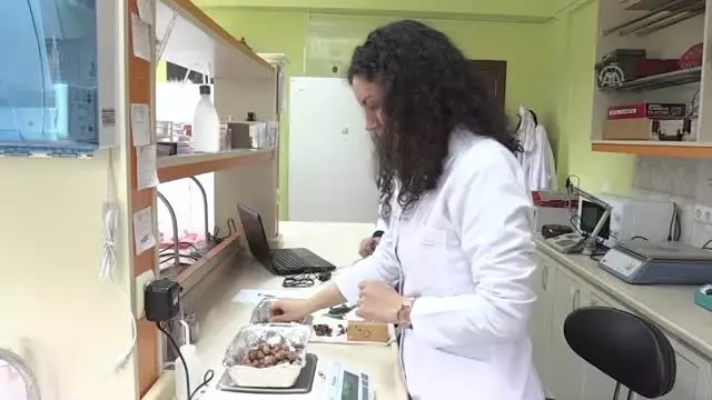 Fındıkta 440 Genotip Tespit Edildi Fındıkta 440 Genotip Tespit Edildi