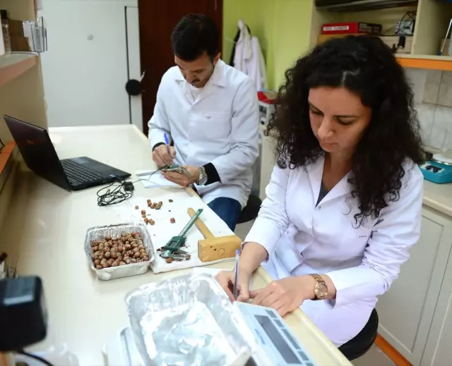 Fındıkta 440 Genotip Tespit Edildi Fındıkta 440 Genotip Tespit Edildi