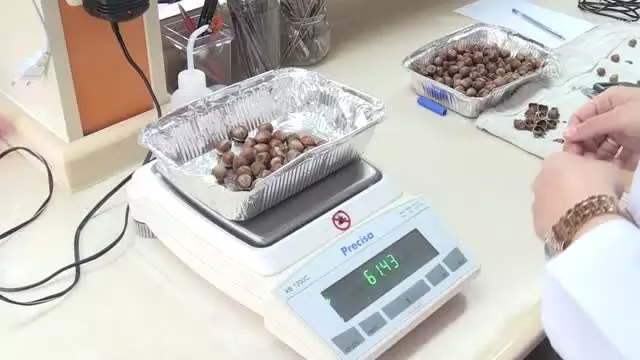 Fındıkta 440 Genotip Tespit Edildi Fındıkta 440 Genotip Tespit Edildi