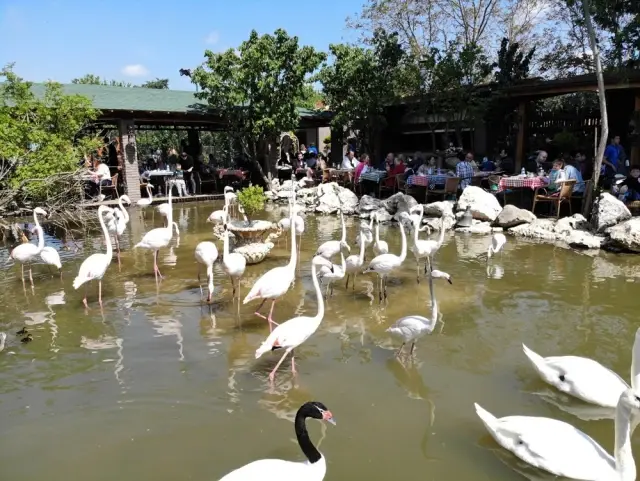 Flamingolu Köy