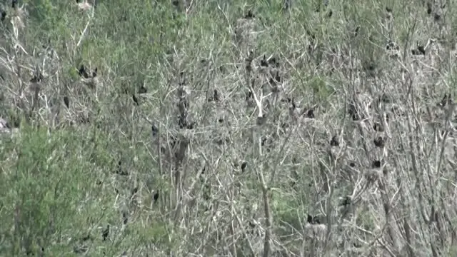 Göçmen Kuşlar Kuş Cenneti Ne Döndü - Ankara