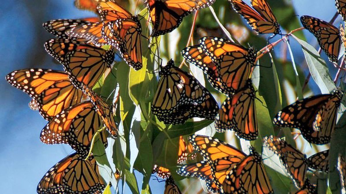 Aynı Anda Uçmaya Başlayan Milyonlarca Kelebeğin Çıkardığı Muhteşem Kanat Sesi (Video)
