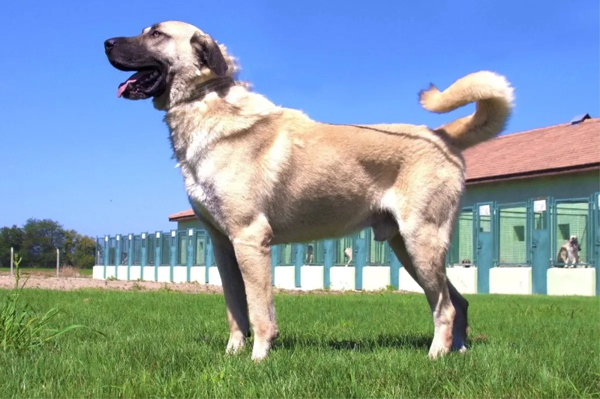 Кангал собака фото описание Kangal ve Akbaşların Genlerine Özel Koruma - Haberler