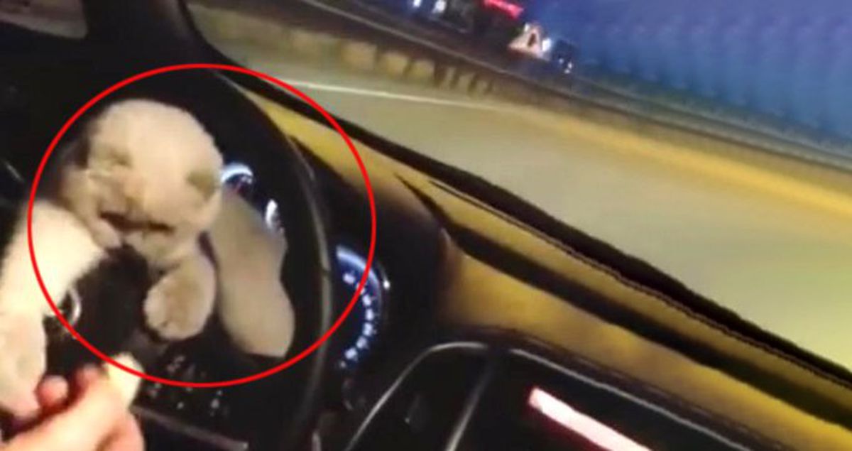 Sosyal Medya Bunu Konuşuyor! Kedisini Otomobilin Direksiyonuna Koyarak Yolculuk Yaptı