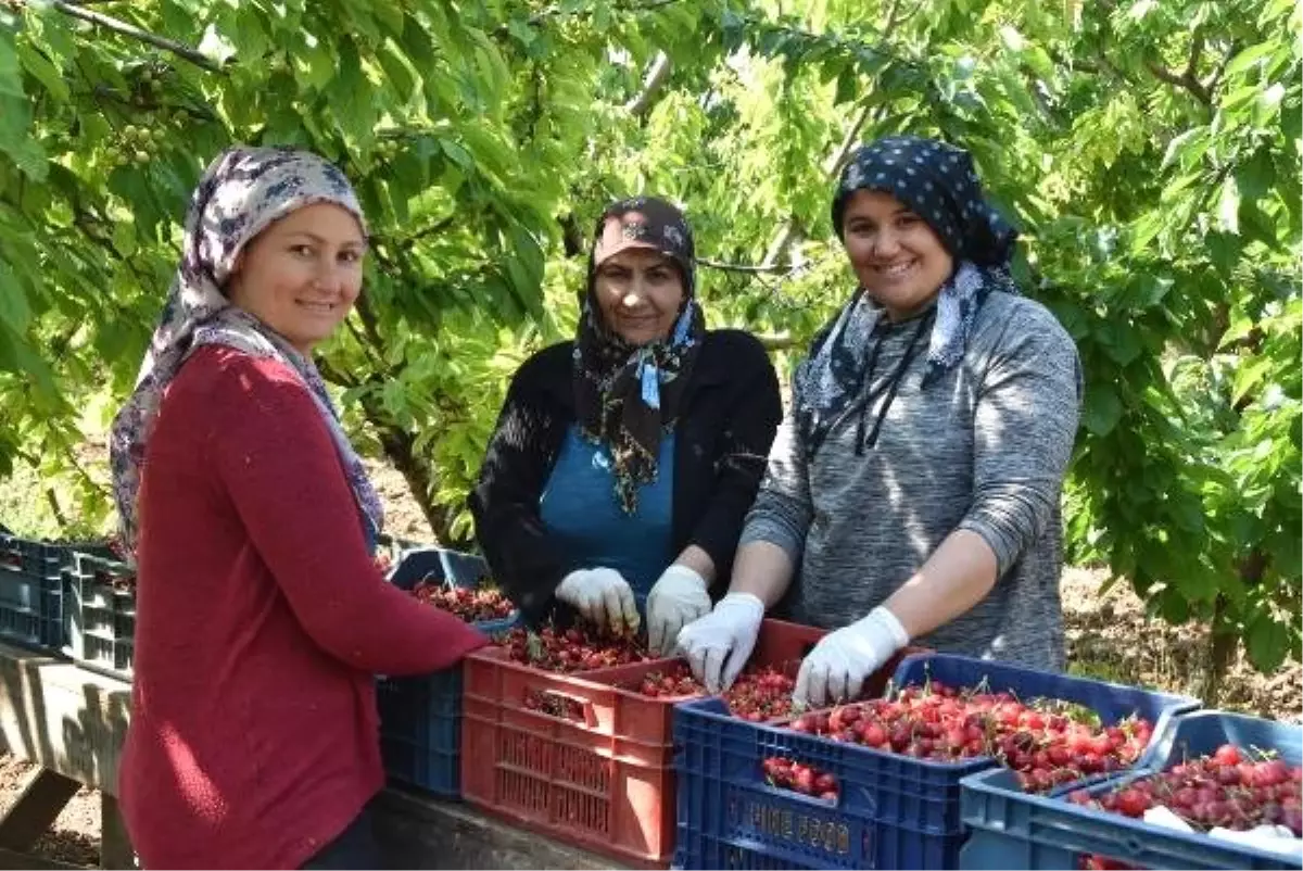 Kiraz Üreticisi Verimden Memnun, Yüksek Maliyetten Dertli