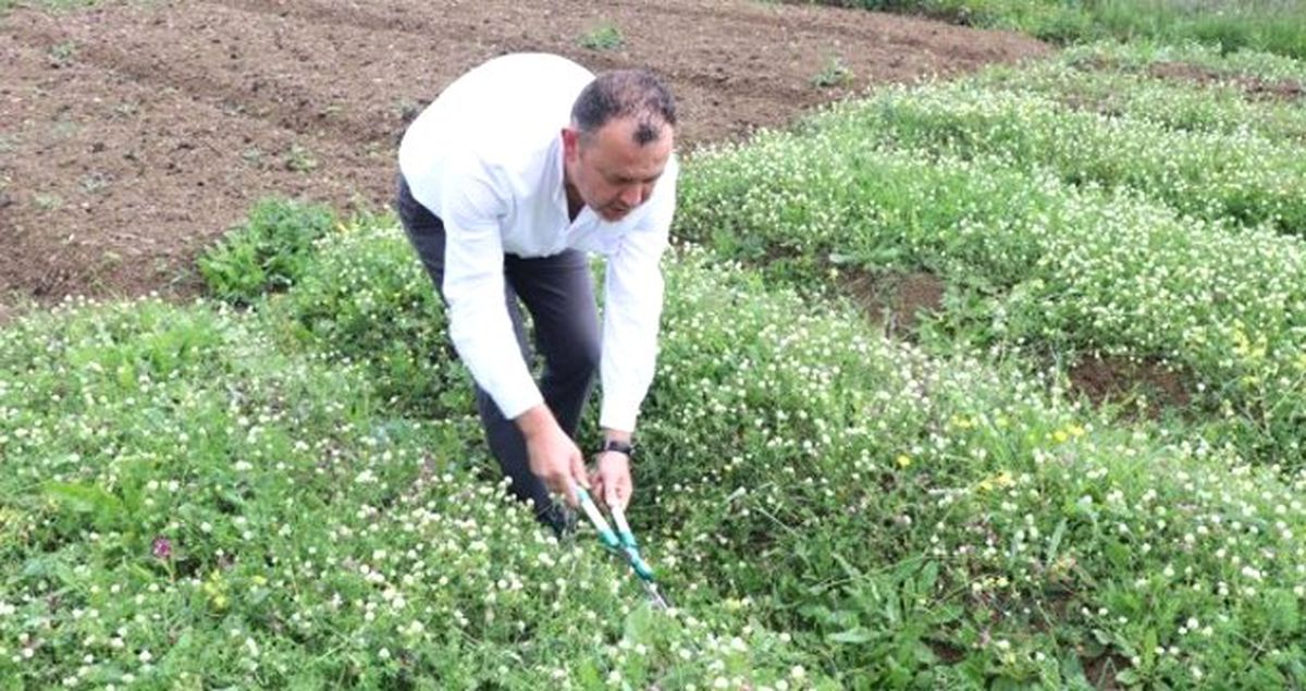 Salebin Kilosu Bin Liraya Satılıyor