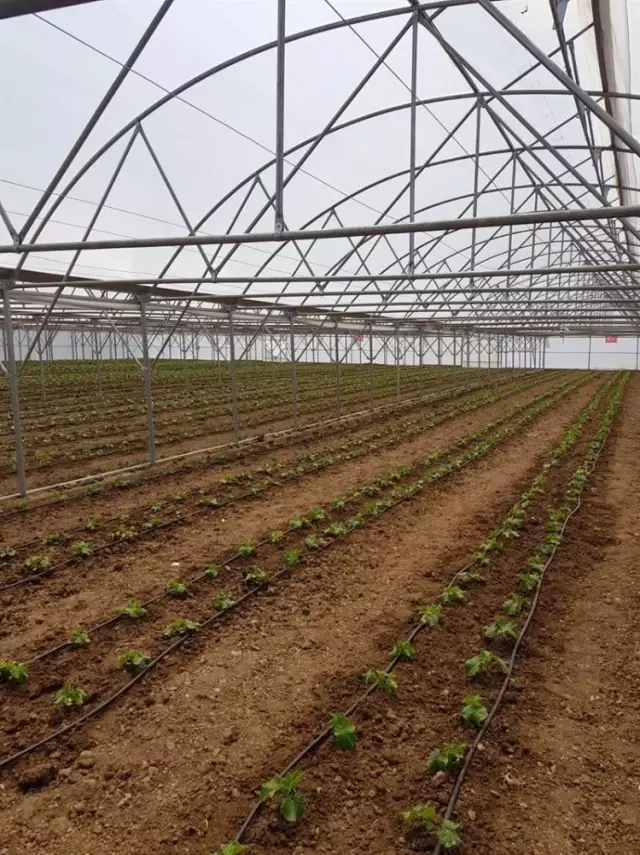 Seracılık Erzincan'da Büyüyor Seracılık Erzincan'da Büyüyor