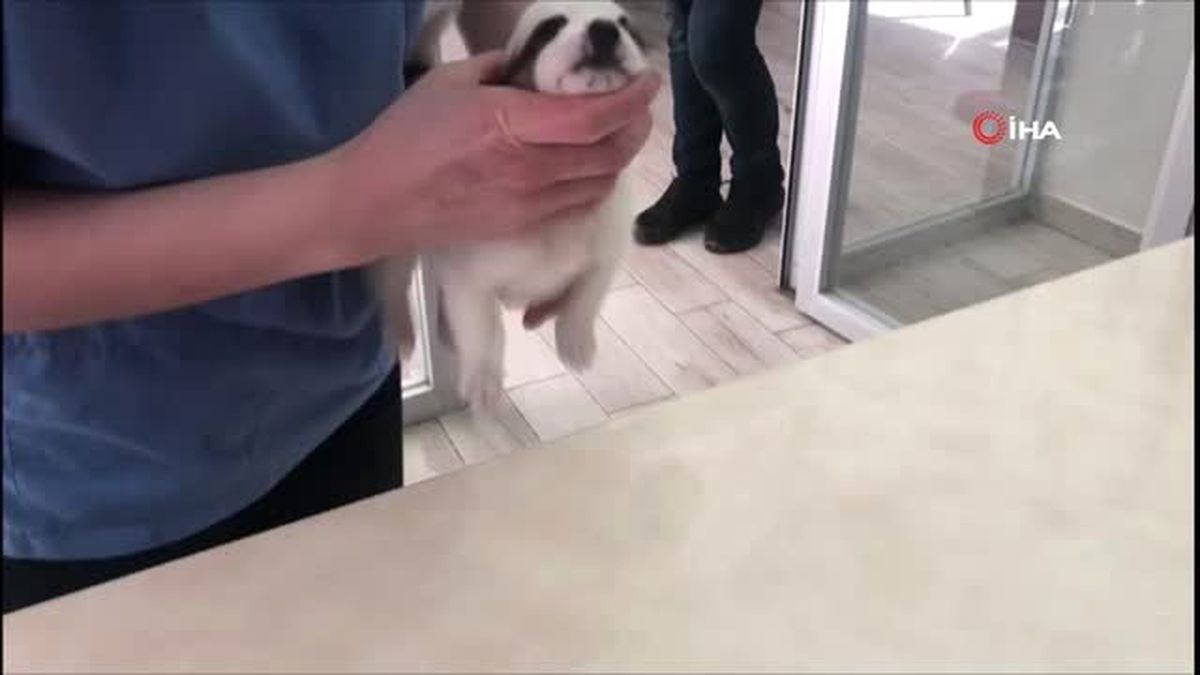 Yavru Köpeğe Hidrosefali Şüphesi