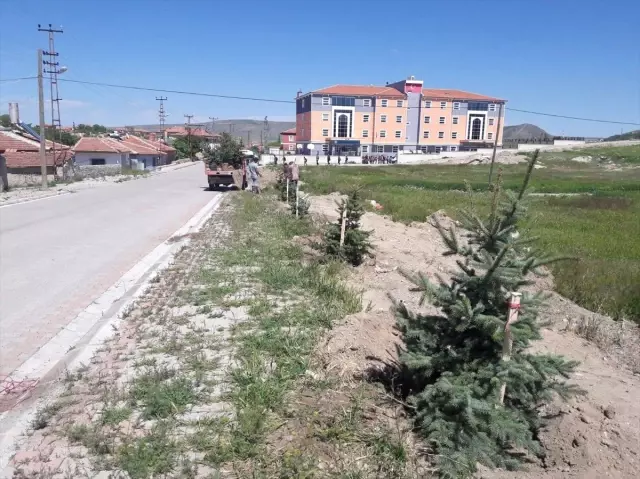 Çiçekdağı Belediyesi Ağaçlandırma Çalışmaları