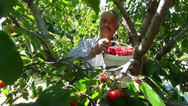 Dalları Bastı Kiraz Dalları Bastı Kiraz