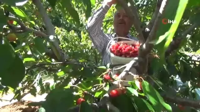 Dalları Bastı Kiraz Dalları Bastı Kiraz