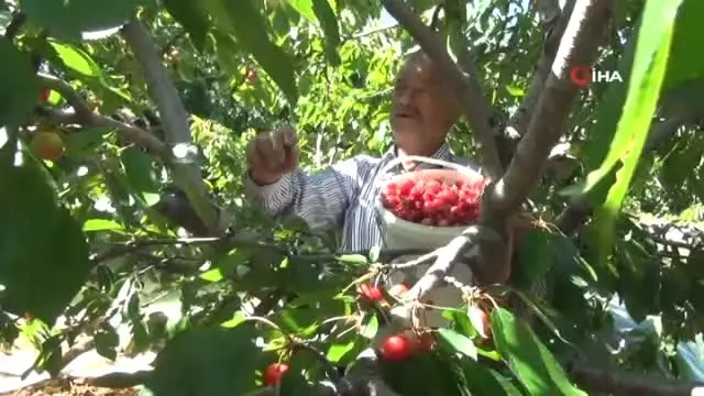 Dalları Bastı Kiraz Dalları Bastı Kiraz