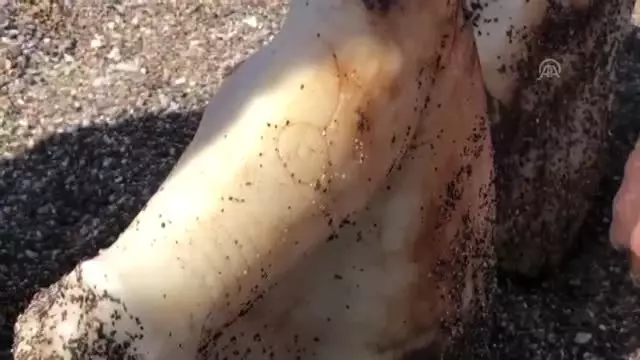 Denizde Kadın Heykeli Bulundu Denizde Kadın Heykeli Bulundu