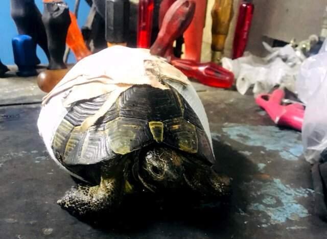 Kaplumbağayı Kaportacıda Hayata Döndürdüler