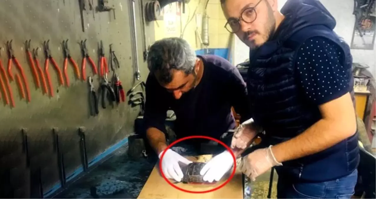 Üzerinden Araba Geçen Kaplumbağayı Kaportacıda Hayata Döndürdüler