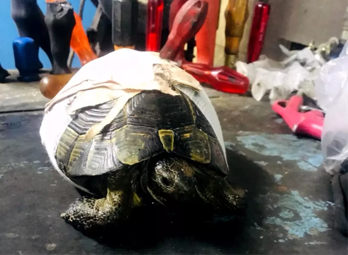 Kaplumbağayı Kaportacıda Hayata Döndürdüler