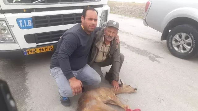 Tır Şoförünün Bulduğu Yaralı Karaca Kurtarılamadı