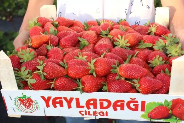 Yayladağı'ndan Rusya'ya Çilek İhracatı Yayladağı'ndan Rusya'ya Çilek İhracatı