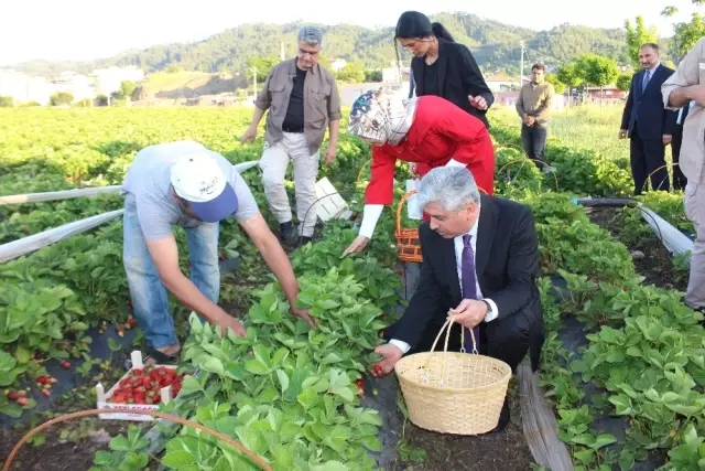 Yayladağı'ndan Rusya'ya Çilek İhracatı Yayladağı'ndan Rusya'ya Çilek İhracatı