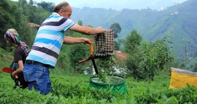 2019 Yaş Çay Alım Fiyatı 3 Lira 3 Kuruş Olarak Açıklandı