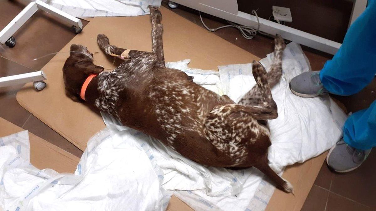 İstanbul'da Salyangoz Zehri Döküldü! 1 Köpek Telef Oldu 2 Köpek Yaralı