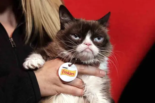 Sosyal Medya Fenomeni Cüce Kedi Grumpy Cat Öldü Son