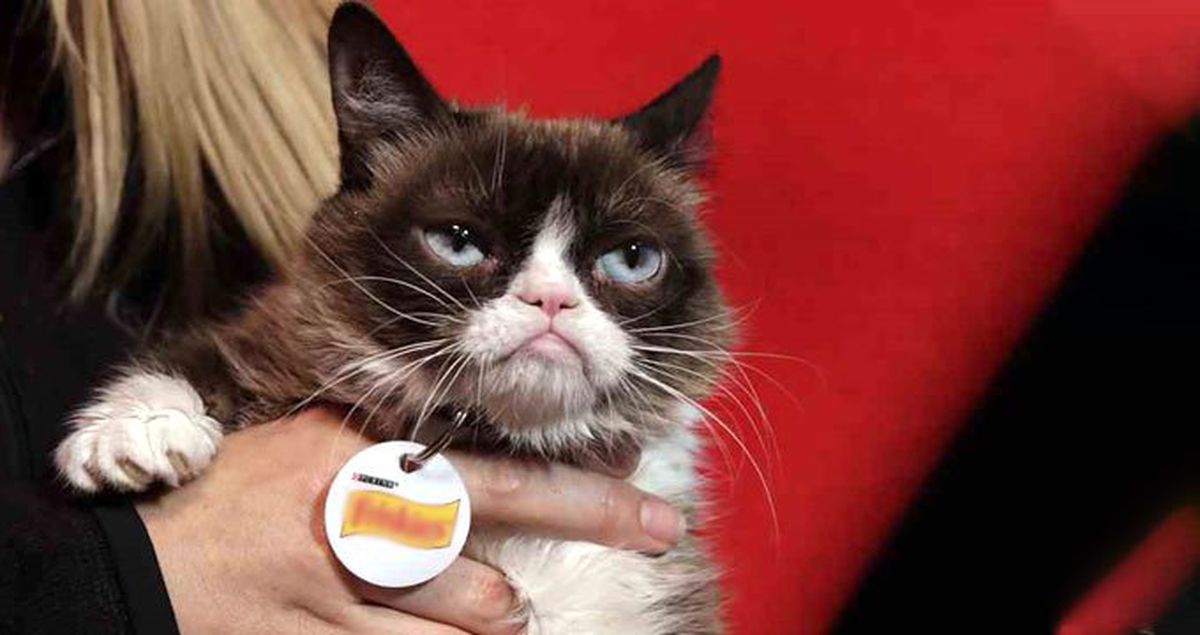 Sosyal Medya Fenomeni Cüce Kedi Grumpy Cat Öldü