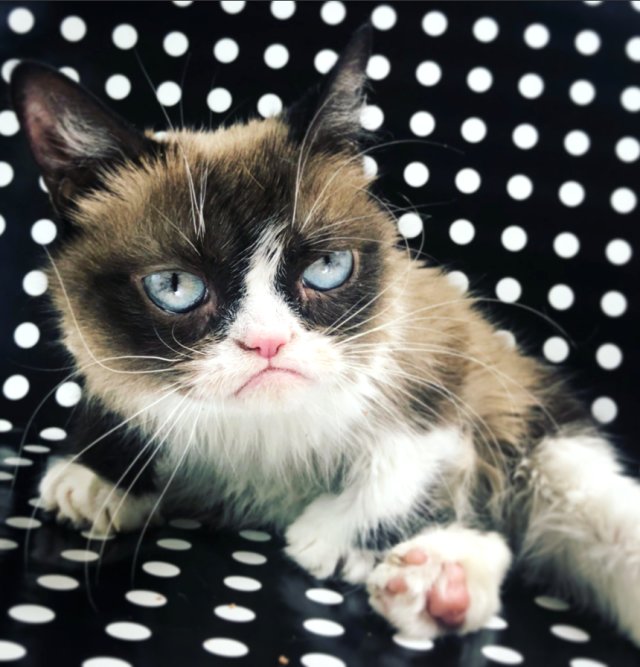 Sosyal Medya Fenomeni Cüce Kedi Grumpy Cat Öldü Haberler