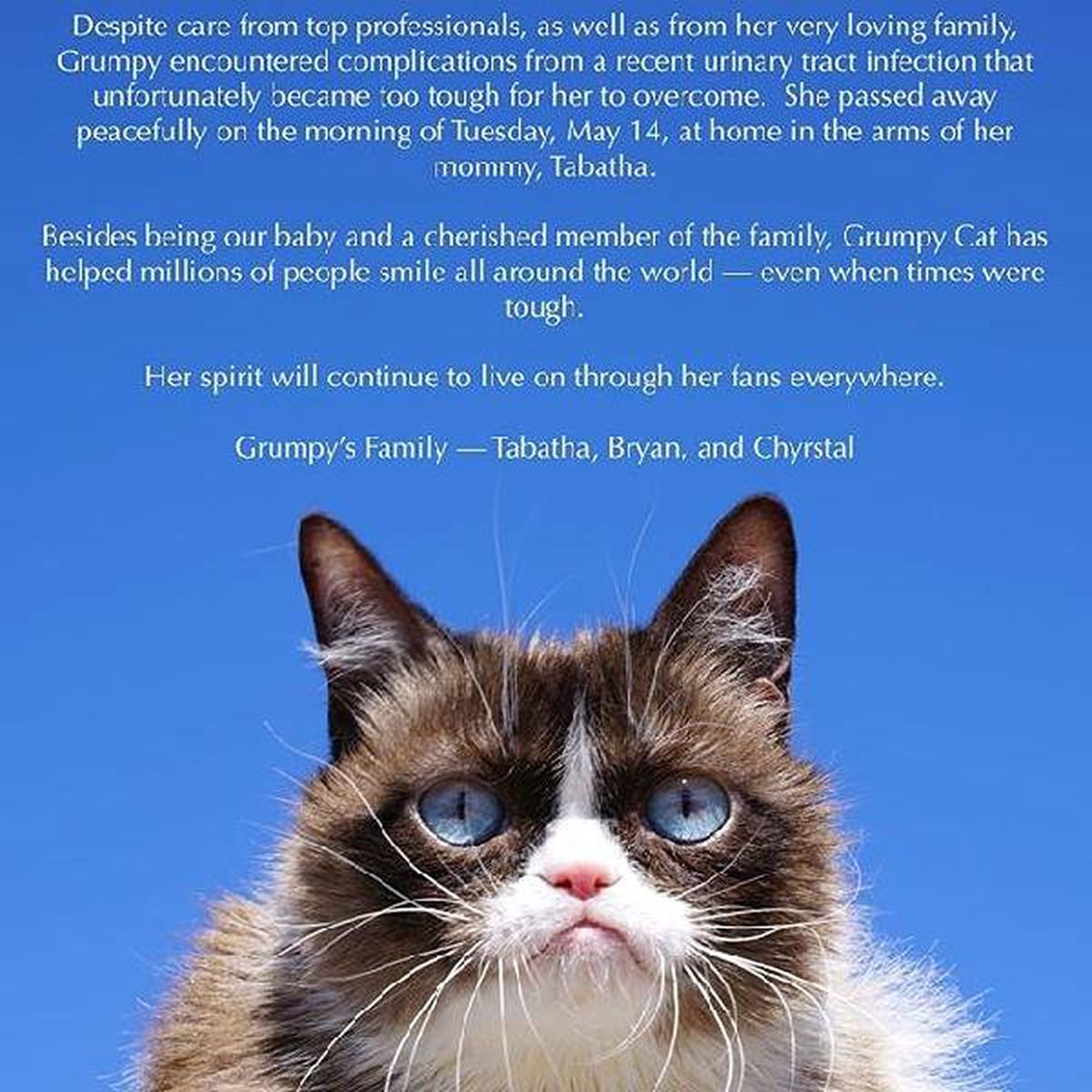 Sosyal Medya Fenomeni 'Grumpy Cat' Hayatını Kaybetti
