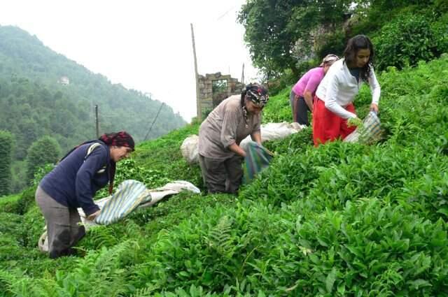 3,03 TL Olarak Açıklanan Çay Alım Fiyatı Üreticiyi Sevindirdi