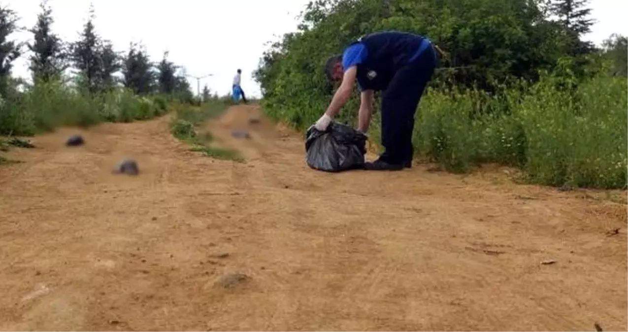Ankara'da Yol Kenarında Telef Olmuş 40 Çinçilla Bulundu