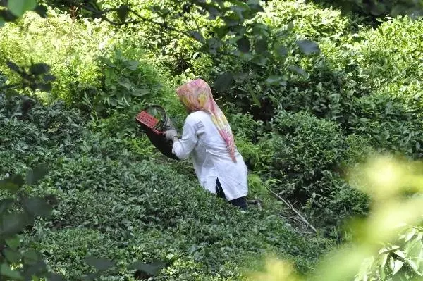 Çay Alım Fiyatı Üreticiyi Sevindirdi