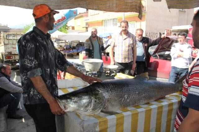 Erzincan'da Dev Turna Balığı Şaşkına Çevirdi